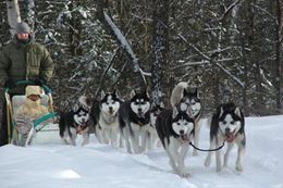 Dogsledding along snow trails a short from Gatineau and Ottawa