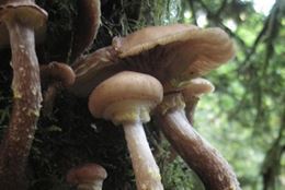 Picture of Wild Plant and Mushroom Foraging Rainforest Tour - Public Tour
