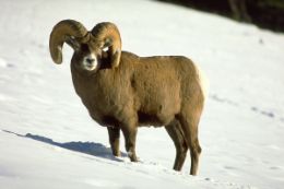  Banff and Its Wildlife Tour - Winter