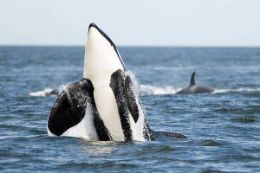 Whale Watching Wildlife Tour, Cowichan Bay - Half Day Adult 