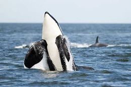 Picture of Whale Watching Wildlife Tour, Cowichan Bay - Full Day