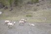 Wildlife on guided tour to Blackshale Suspension Bridge