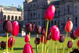 Totems and Tulips Victoria, BC Clue Solving scavenger hunt style adventure family fun