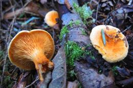 Vancouver Wild Plant and Mushroom Foraging Rainforest Tour