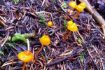 Vancouver Mushroom Foraging Rainforest Tour