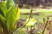 2-hour guided wild edibles identification tour in Vancouver’s rainforest 