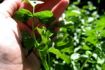 guided foraging tour in Vancouver rainforest