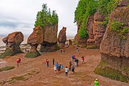 Bay of Fundy and Hopewell Rocks sightseeing tour