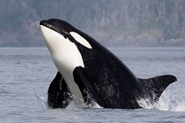 Victoria BC whale watching wildlife cruise