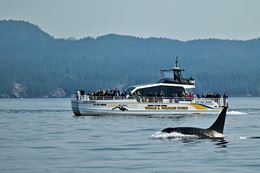 Victoria British Columbia whale watching whale and boat tour