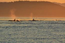 sunset cruise Whale Watching Victoria Vancouver Island