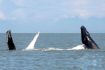 two whales on Vancouver Whale Watching Tour