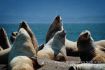 seals on Vancouver Whale Watching Tour