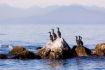 birds on Vancouver Whale Watching Tour