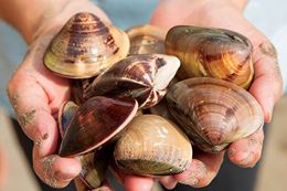 sea foraging in the ocean near Vancouver without a boat - clams