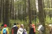 foraging tour in Vancouver rainforest with guide