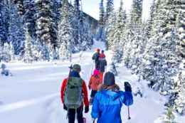 Kananaskis Valley guided snowshoe tour forest