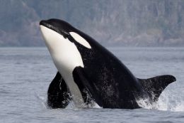 Picture of Victoria Whale Watching Cruise: May - November