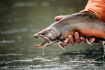 Canadian Rockies helicopter fishing tour golden trout