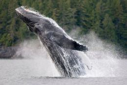 Waterfalls, Whales, and Wildlife Tour, Vancouver Island
