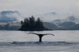 Waterfalls, Whales, Wildlife Tour, Parksville, whale watching