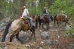 Whistler Pemberton horseback riding guided tour on trail