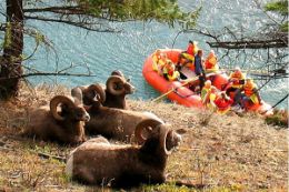 Jasper Raft Trip wildlife big horn sheep