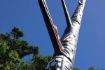 Tallest totem poles on bike tour of Victoria, British Columbia