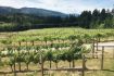 Cowichan Valley Wineries, guided tour from Victoria, BC