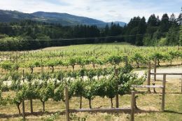 Cowichan Valley Wineries, guided tour from Victoria, BC