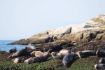 Zodiac guided boat tour of Vancouver, Seal Island