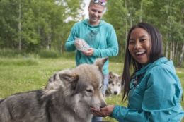 Yamnuska Wolfdog Sanctuary Tour, Cochrane Alberta