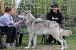 Interact with wolfdogs at the Alberta Wolfdog Sanctuary