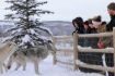 A unique Banff winter tour - Yamnuska Wolfdog Sanctuary