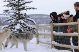 A unique Banff winter tour - Yamnuska Wolfdog Sanctuary