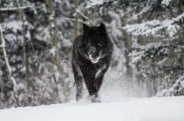 Calgary Banff winter tour - Yamnuska Wolfdog Sanctuary