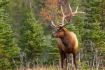 Banff wildlife summer tour Elk