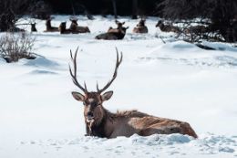 Banff Sleigh Ride winter elk