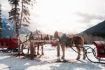 Banff Sleigh Ride, family fun things to do in Banff