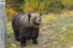 Banff Grizzly Bear Refuge Guided Tour