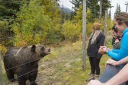 Banff Grizzly Bear Refuge Kicking Horse Mountain Resort