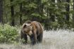 Boo at Banff Grizzly Bear Refuge Kicking Horse Mountain