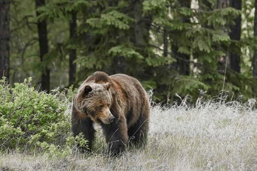 Boo at Banff Grizzly Bear Refuge Kicking Horse Mountain