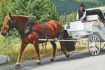 Banff Carriage Ride, Alberta fun things to do in Banff