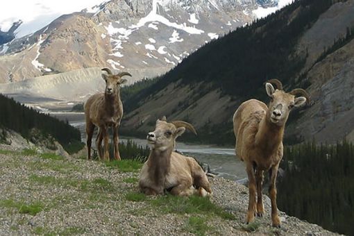 Banff Tour, Evening Wildlife Safari Sheep