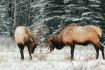 Banff sightseeing Tour, Evening Wildlife Safari Elk Rutting