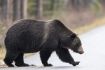 Bear on Banff Tour, Evening Wildlife Safari