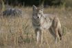 Coyote on Banff Tour, Evening Wildlife Safari