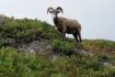 Big Horn Sheep on Banff Evening Wildlife Tour