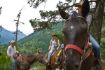 Half Day Birkenhead Lake Guided Horseback Ride with Cowboy Supper